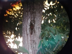 Lepidocolaptes souleyetii