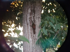 Lepidocolaptes souleyetii