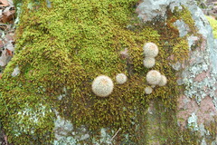 Mammillaria densispina