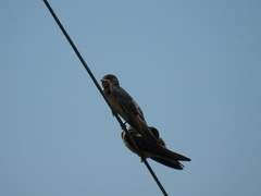 Hirundo rustica