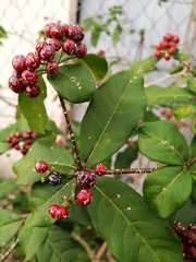 Rauvolfia