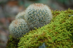 Mammillaria densispina