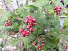 Rauvolfia