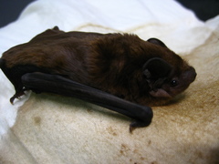 Nyctalus plancyi velutinus