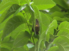 Myotis formosus flavus