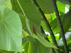 Myotis formosus flavus