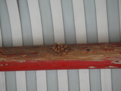 Myotis formosus flavus