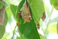 Myotis formosus flavus