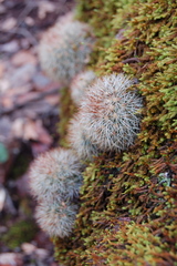 Mammillaria densispina