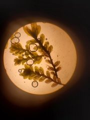 Fissidens obtusifolius