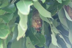 Myotis formosus flavus