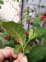 Rauvolfia