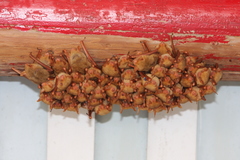 Myotis formosus flavus