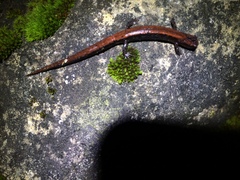 Chiropterotriton perotensis