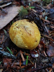 Truncocolumella citrina