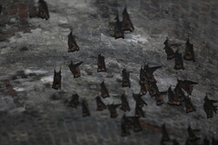 Hipposideros armiger terasensis