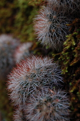 Mammillaria densispina