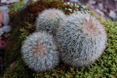 Mammillaria densispina
