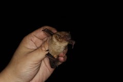 Scotophilus kuhlii