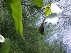 Myotis formosus flavus