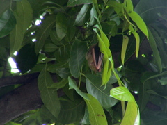 Myotis formosus flavus