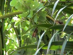 Myotis formosus flavus