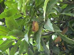 Myotis formosus flavus