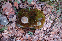 Mammillaria densispina