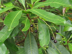 Buchanania arborescens