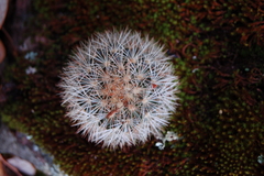Mammillaria densispina