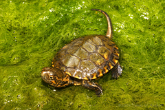 Actinemys marmorata pallida