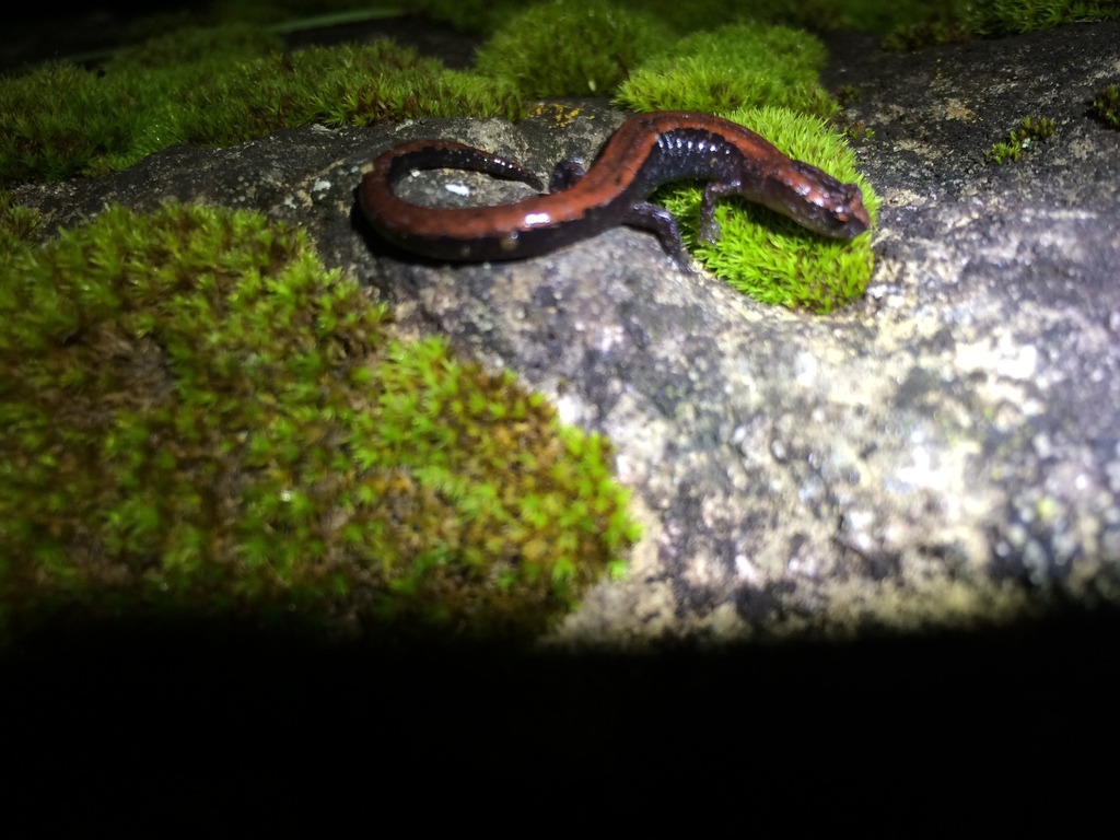 Valle Alegre Salamander