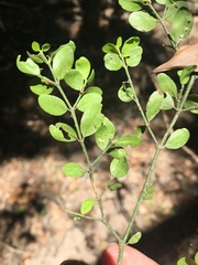Everistia vacciniifolia nervosa