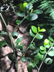 Everistia vacciniifolia nervosa
