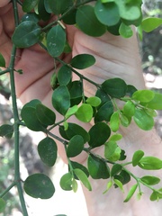 Everistia vacciniifolia nervosa