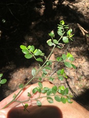 Everistia vacciniifolia nervosa