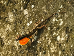 Anolis ortonii