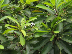 Buchanania arborescens