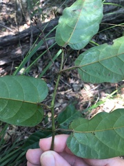 Cissus oblonga