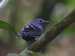 Willisornis poecilinotus