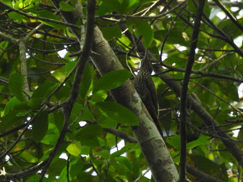 Striped Woodcreeper (Xiphorhynchus obsoletus)