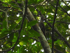 Xiphorhynchus obsoletus