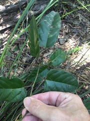 Cissus oblonga