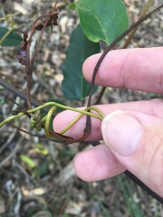 Cissus oblonga