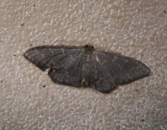 Idaea coercita