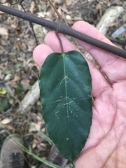Cissus oblonga