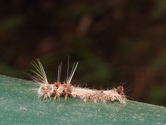 Paralebeda plagifera