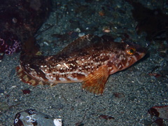 Hexagrammos stelleri