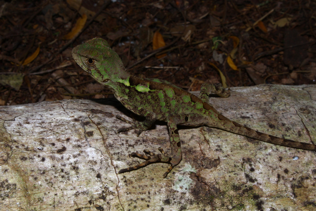 Brazilian Fathead Anole