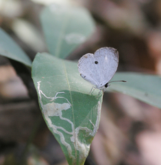 Neopithecops zalmora zalmora